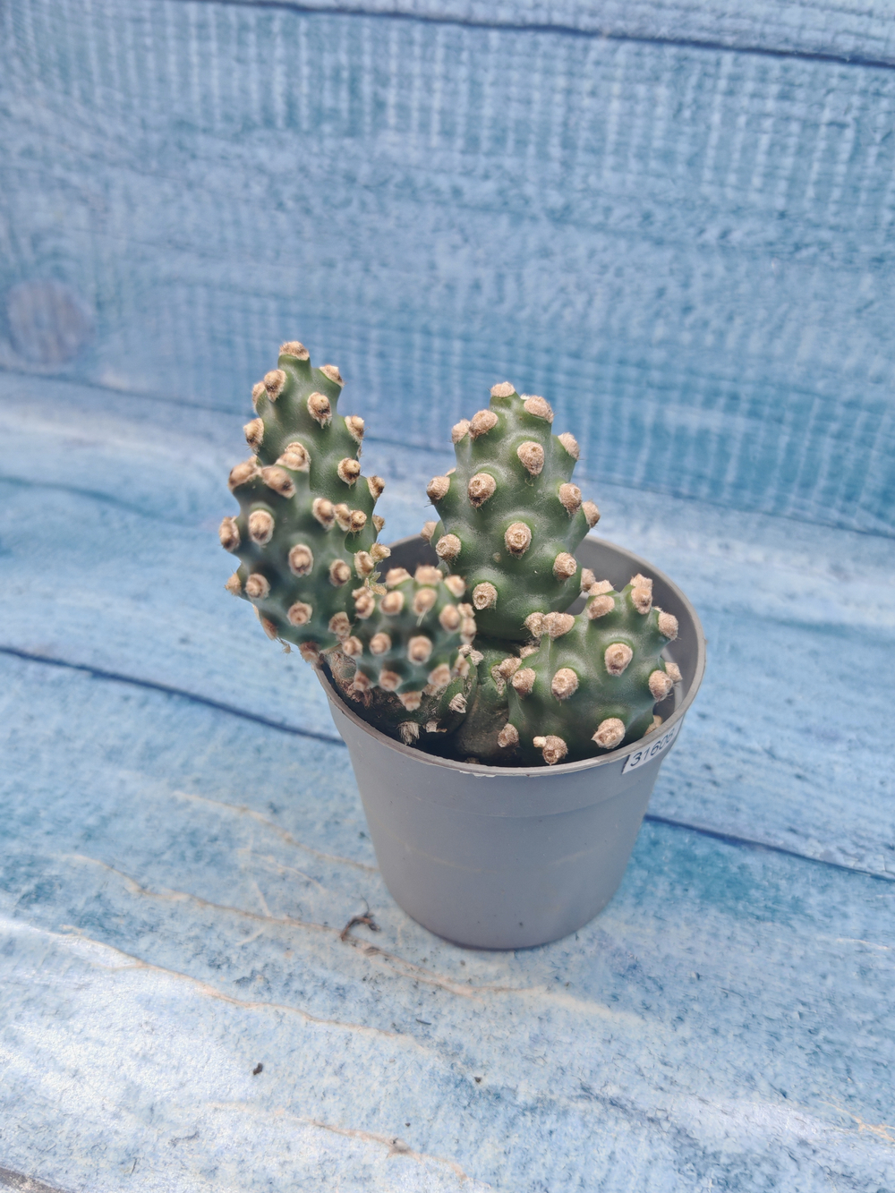 Tephrocactus Molinensis (Тефрокактус)