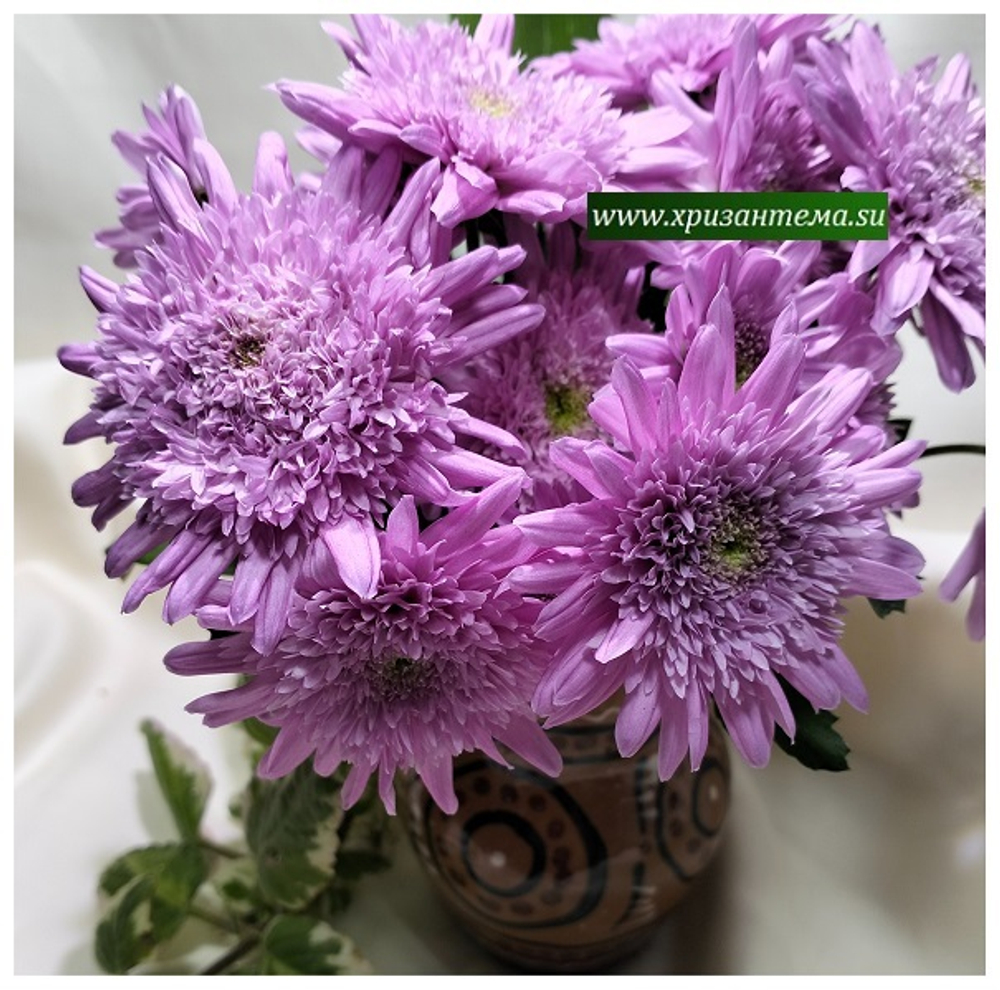 Хризантема мультифлора  Suzanna violet  ☘ м.3 (отгрузка Сентябрь)