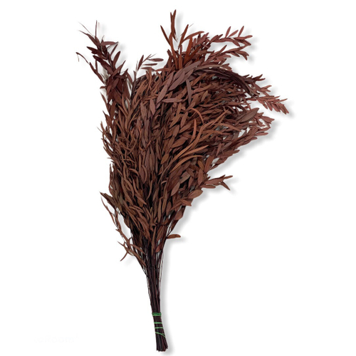 Эвкалипт Николи красный