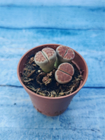 Lithops sp. (Литопсы)