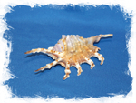 Раковина Lambis scorpio