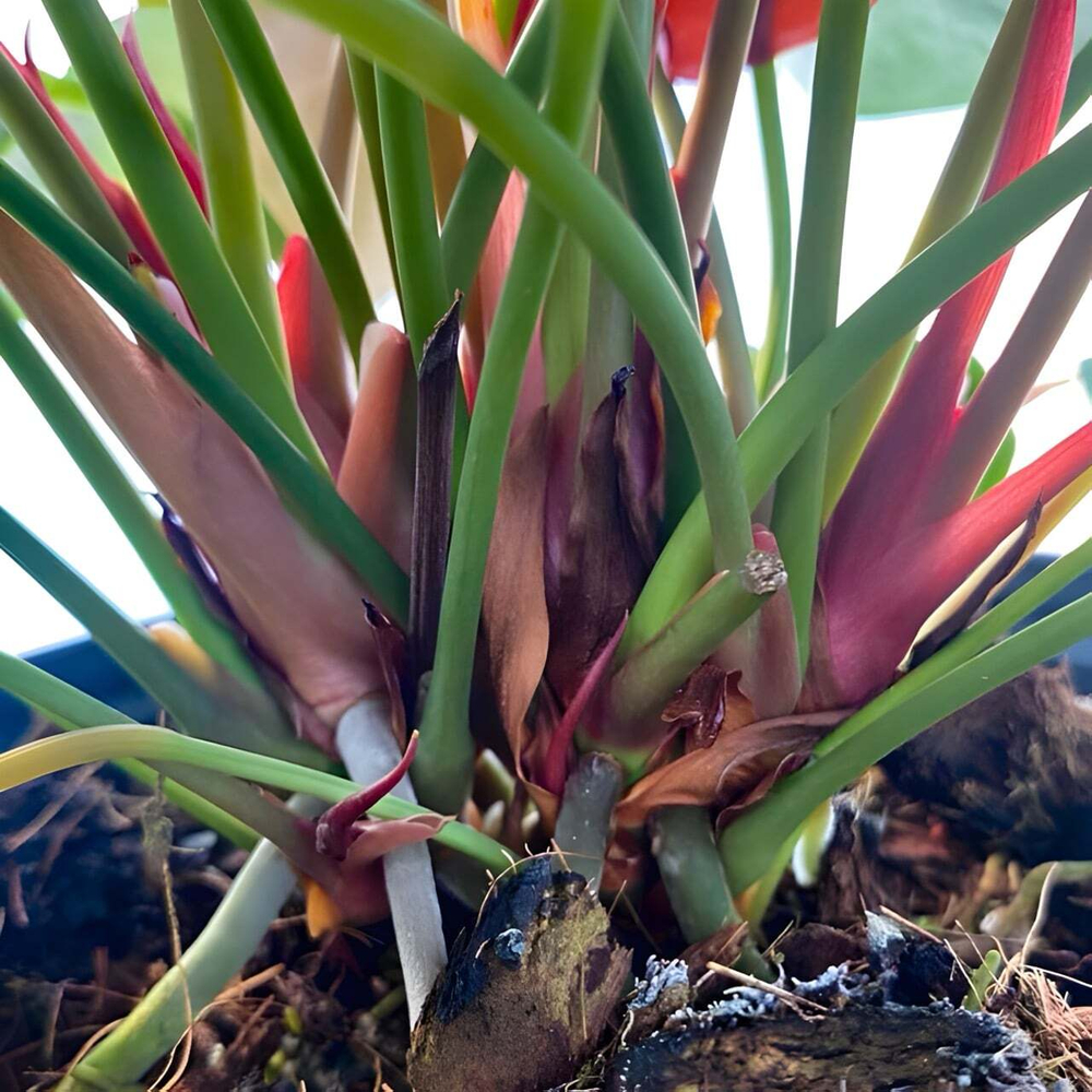 Антуриум Андрэ CORAL CHAMP