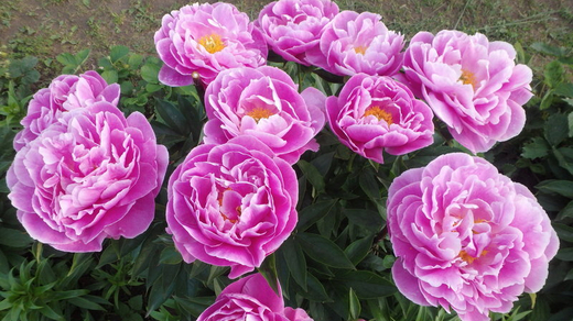 Пион Джакорма 3-5 почки Закупка М81 октябрь 2026