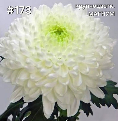 САЖЕНЦЫ ХРИЗАНТЕМЫ КРУПНОЦВЕТКОВАЯ №173 МАГНУМ
