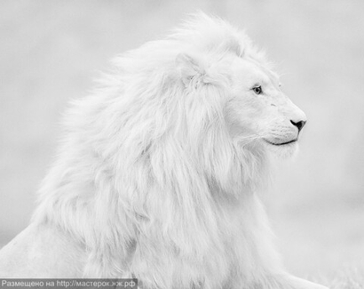 Головоломки