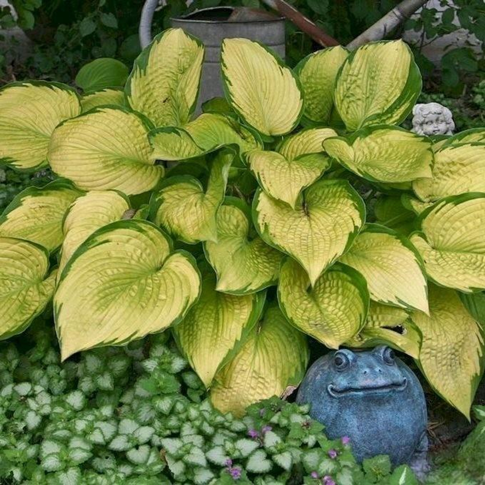 Хоста Веджвуд Голд