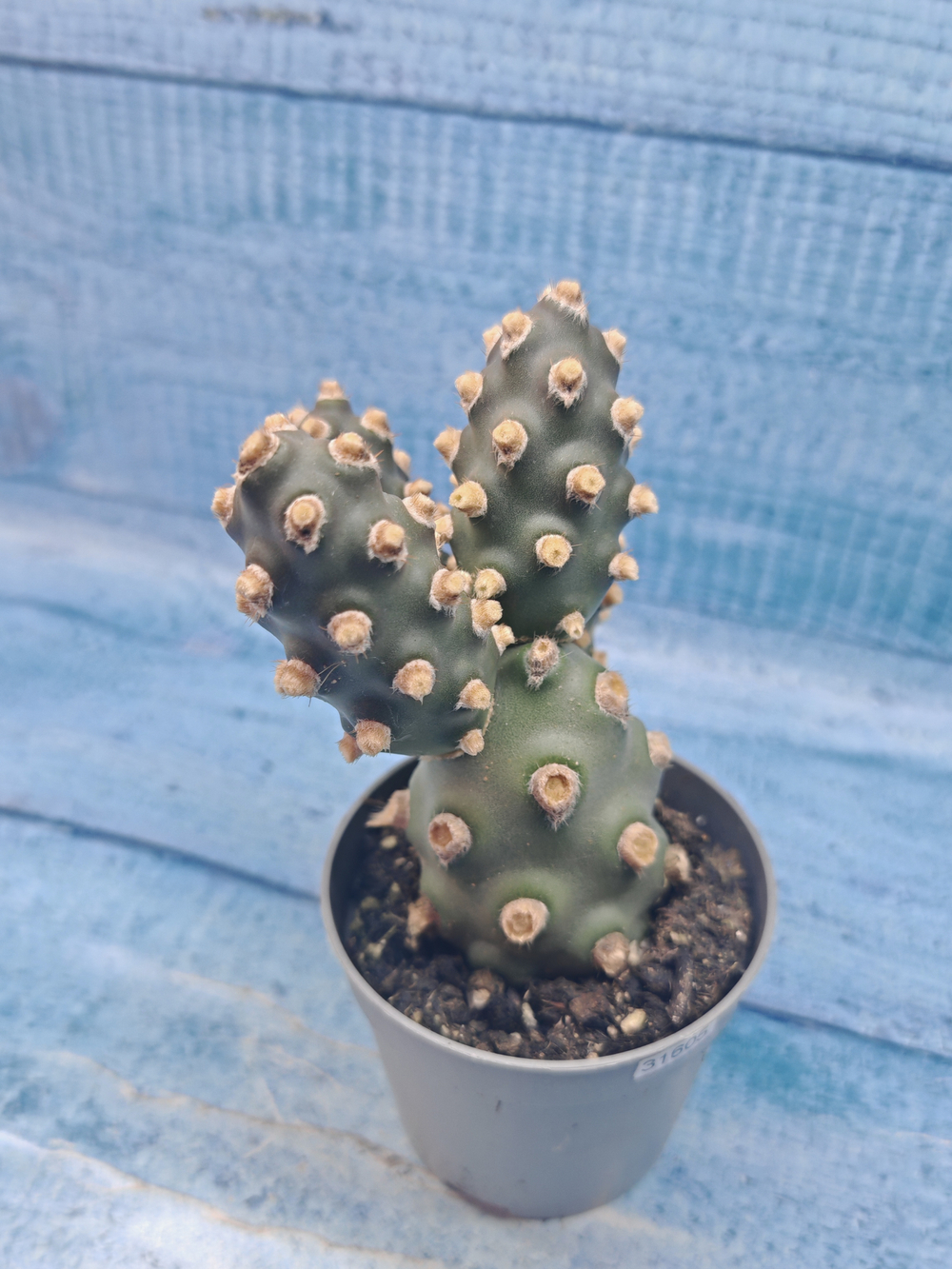 Tephrocactus Molinensis (Тефрокактус)