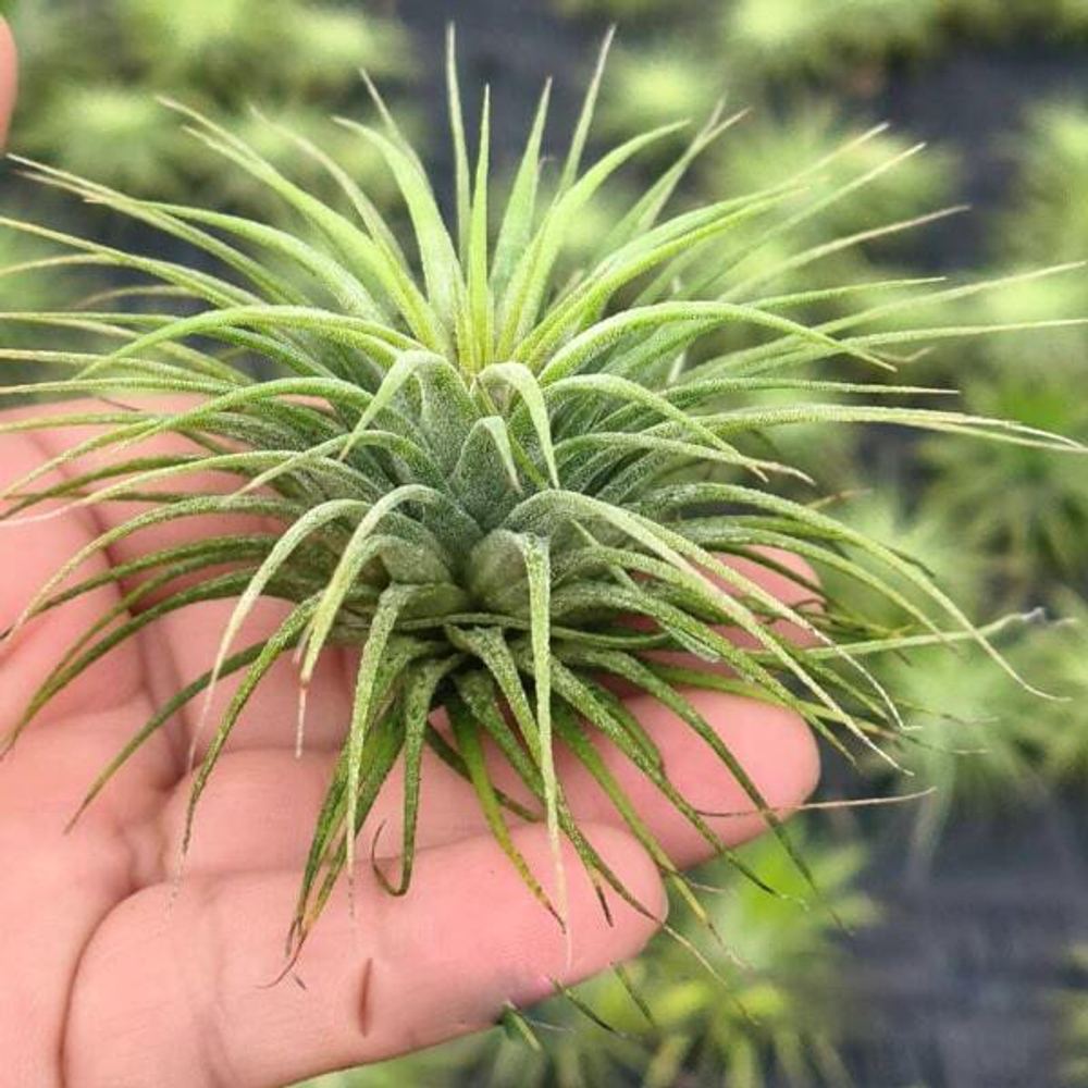 Тилландсия ionantha Stricta R (T44)