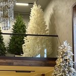 белая елка пампасная