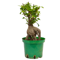 Фикус Гинсенг д.15 СП