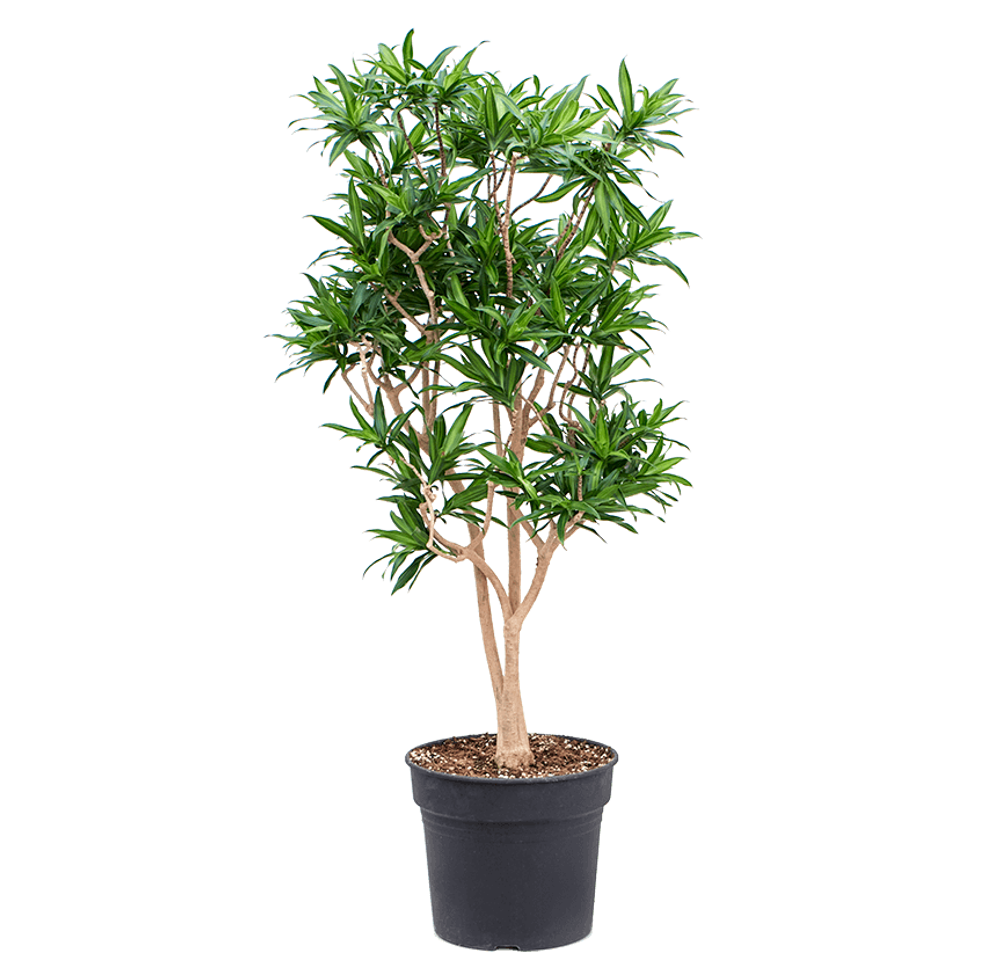 Драцена Песни Ямайки