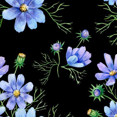 голубые ромашки