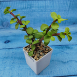 Portulacaria Afra (Портулакария)