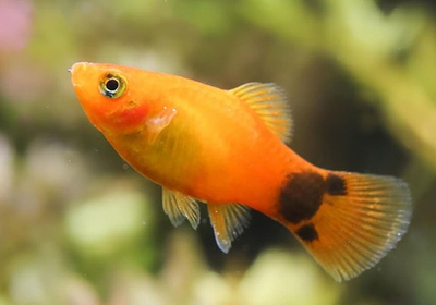 Пецилия Микки Маус желтая