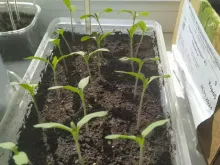 БОБКАТ F1 семена томата (Syngenta | Alexagro)