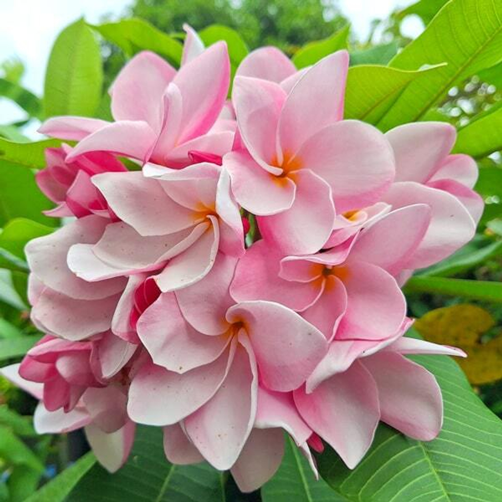 Плюмерия SEXY PINK