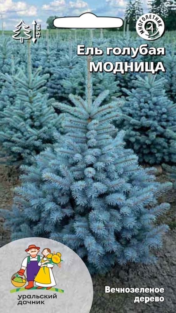 Ель голубая &quot;С. МОДНИЦА&quot; 0,25г., Россия.