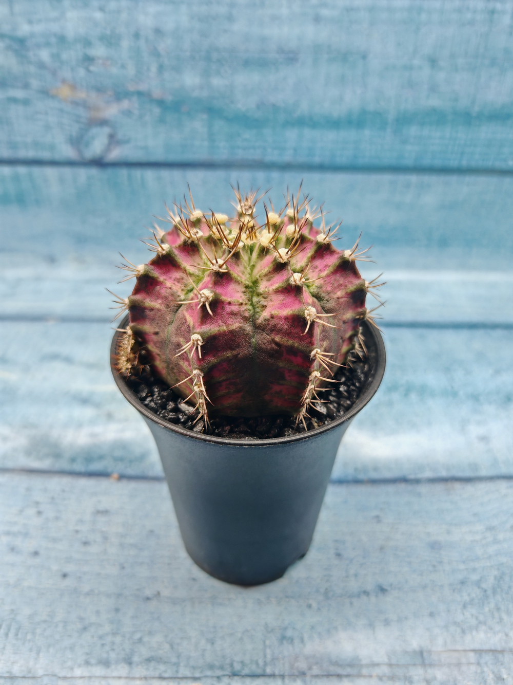 Gymnocalycium T-Rex Pink hybrid (Гимнокалициум T-rex)
