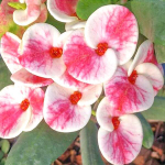 Эуфорбия Миля PON KUAN OO