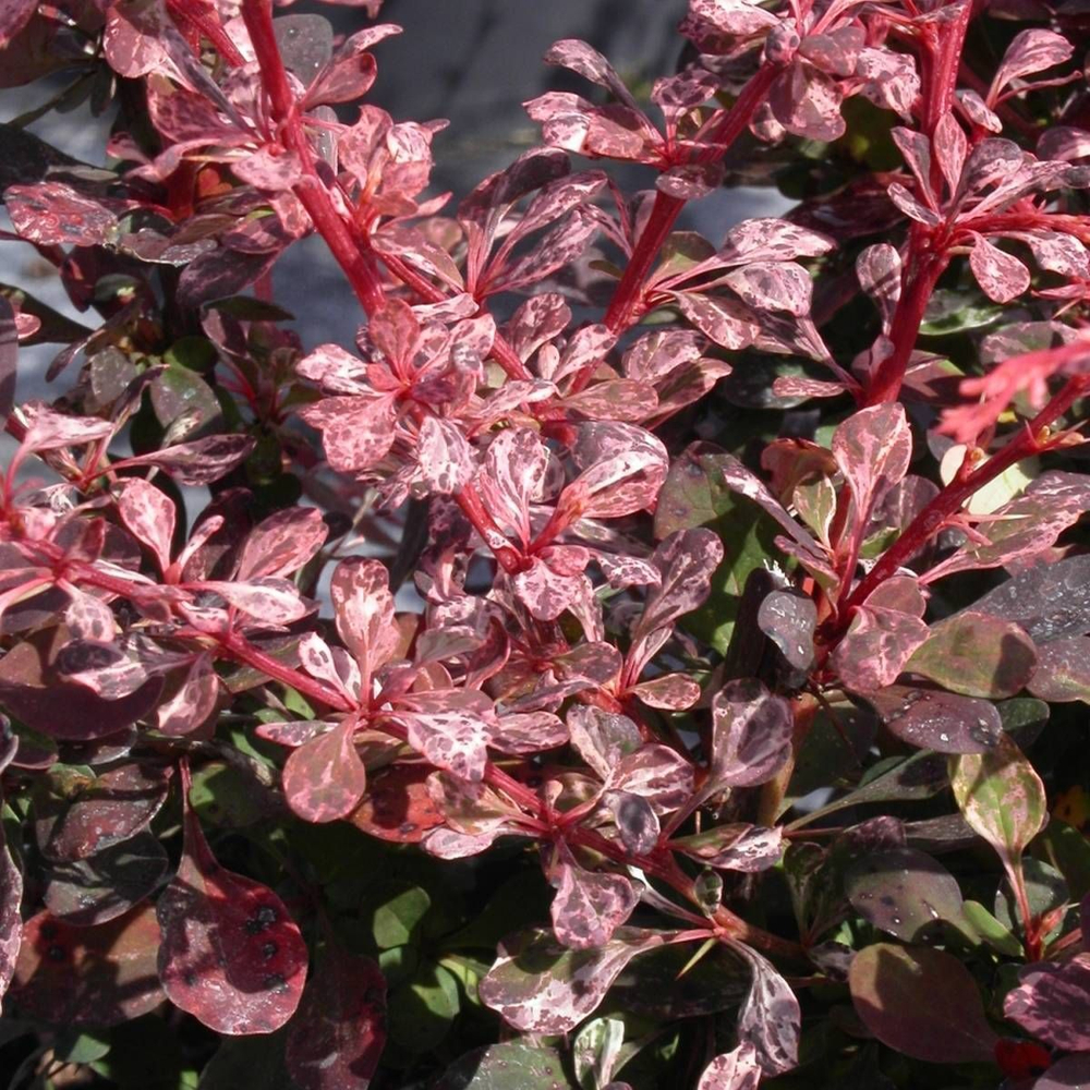 Барбарис Тунберга Арлекин C2 20-30