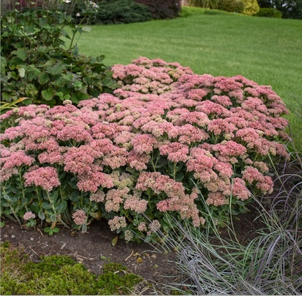 Седум видный "Herbstfreude". Sedum hybridе "Herbstfreude".