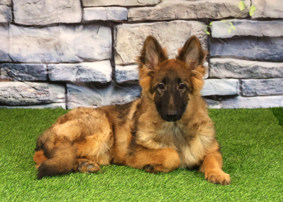 ЛАЙМ Из Поместья Боговик - 14.06.2025 д.р.