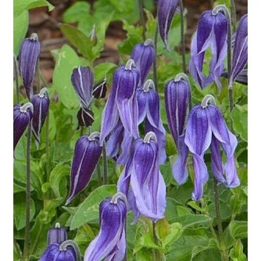 Клематис цельнолистный Литтл Артист трехлетка наличие