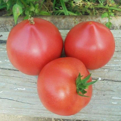 Пинк Форвард F1 семена томата (Vilmorin / Вильморин)