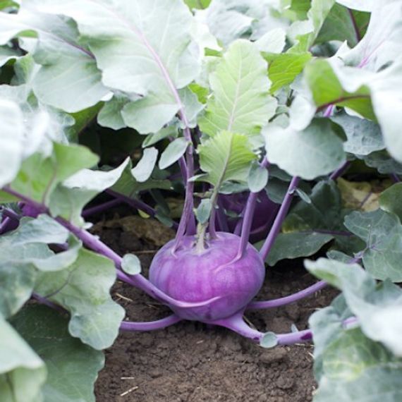 УКЗА F1 семена капусты кольраби Rijk Zwaan описание