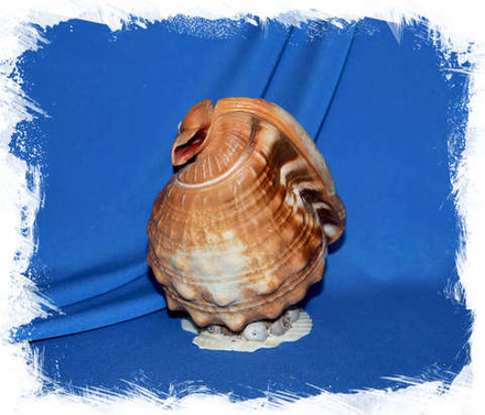 Композиция из Ципрекассиса Рафа с цветами