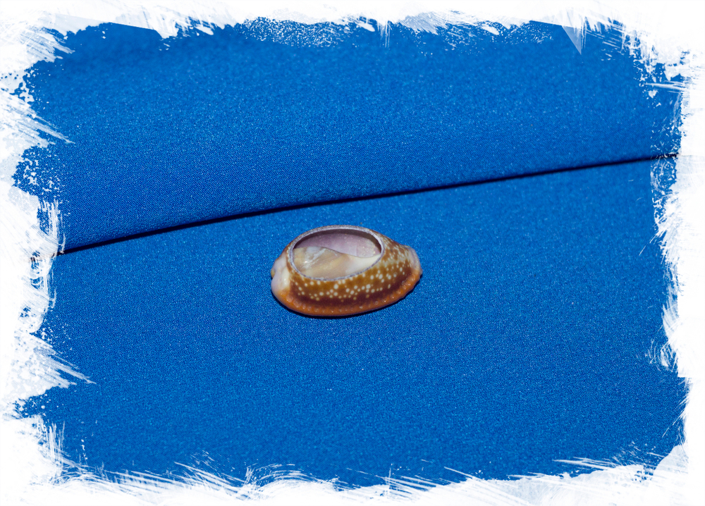 Срез из ракушки Ципрея Хелвола