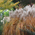 Мискантус китайский "Malepartus". Miscanthus sinensis "Malepartus".