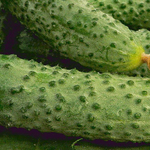 Герман F1 семена огурца партенокарпического (Seminis / Семинис)