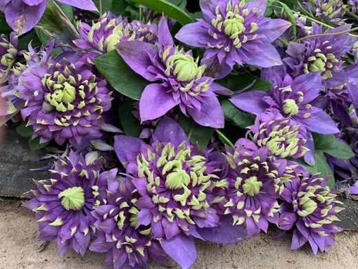 Клематис гибридный Тайга Закупка М33 апрель 2026