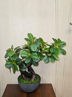 Бонсай Фикус Микрокарпа 50см в кашпо