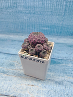 Sulcorebutia rauschii (Сулькоребуция)