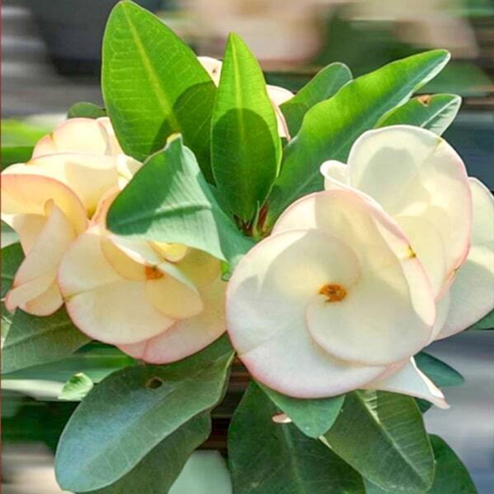 Эуфорбия Миля PAYA WHITE