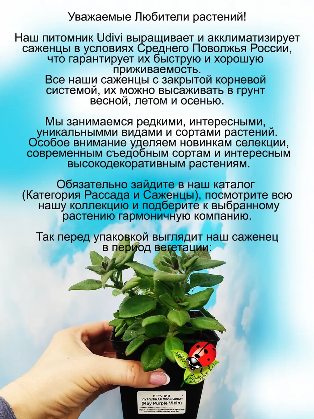 Петунья Пурпурная прожилка Рей Пурпл Вей