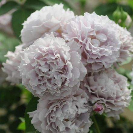 Сейрю (Seiryuu)