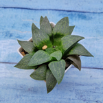 Haworthia Comptoniana Hybride hybrid (Хавортия)