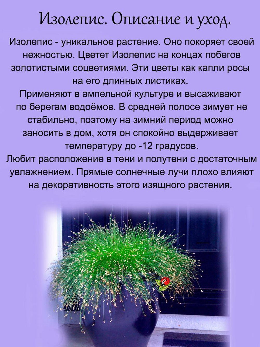 Злак Изолепис поникший
