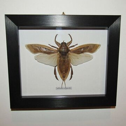 Кузнечики, богомолы