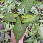 Сингониум JULIA WHITE