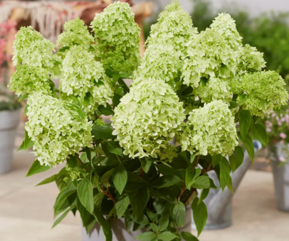 Гортензия метельчатая Gardenlight Greenlight в контейнере 0,5л