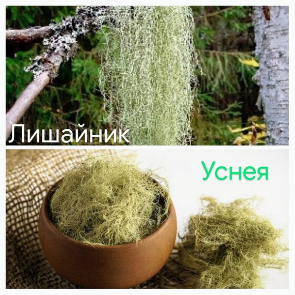 Уснея - сильнейший природный антибиотик!!!