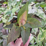 Сингониум JULIA RED