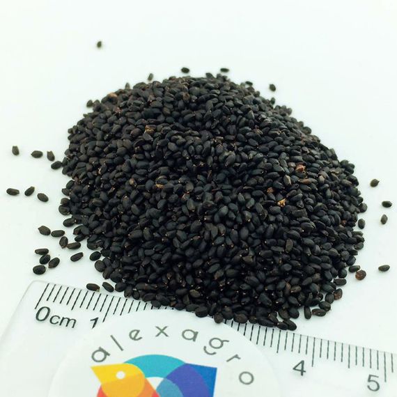 РОЗИ семена базилика Enza Zaden культура