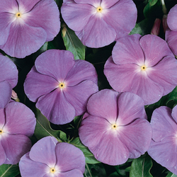 Катарантус Хитвэйв Блю виз Ай (100шт) Витагрин Профи