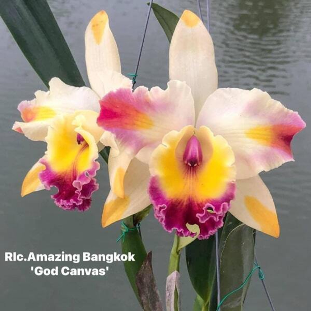 Орхидея ринхолелиокаттлея RLC. AMAZING BANGKOK GOD CANVAS