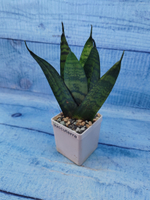 Sansevieria Zeylanica Fan (Сансевиерия)